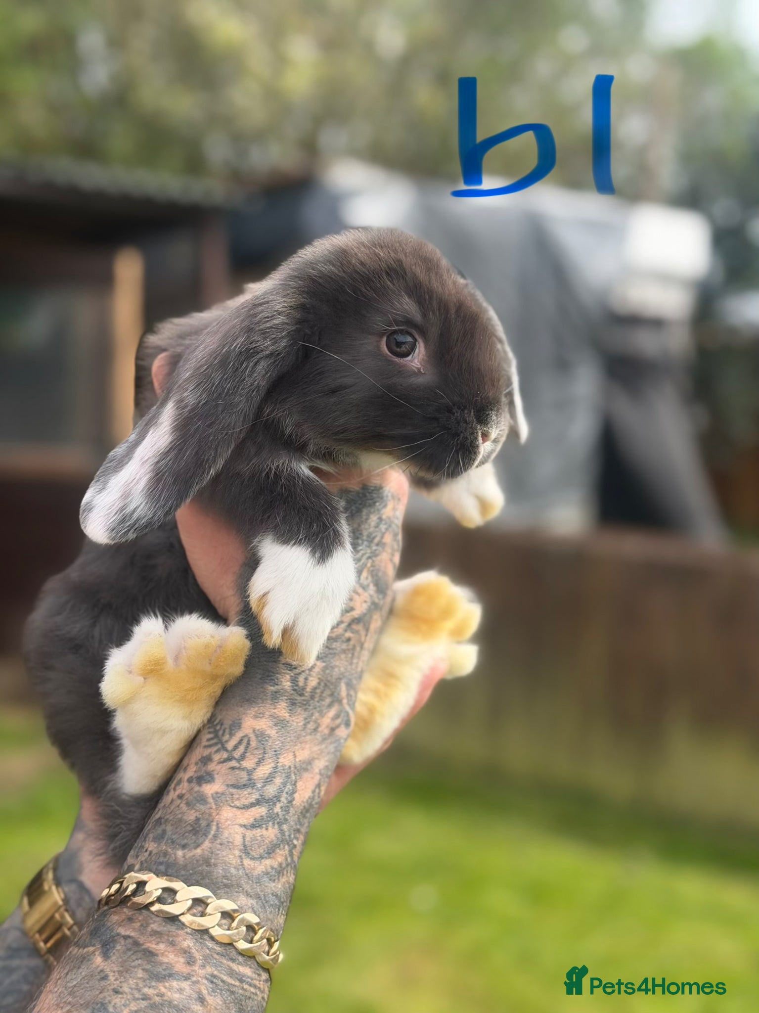 French Lop rabbits Giant French lops - Advert 5