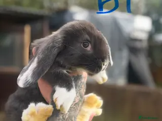 French Lop rabbits Giant French lops - Advert 8