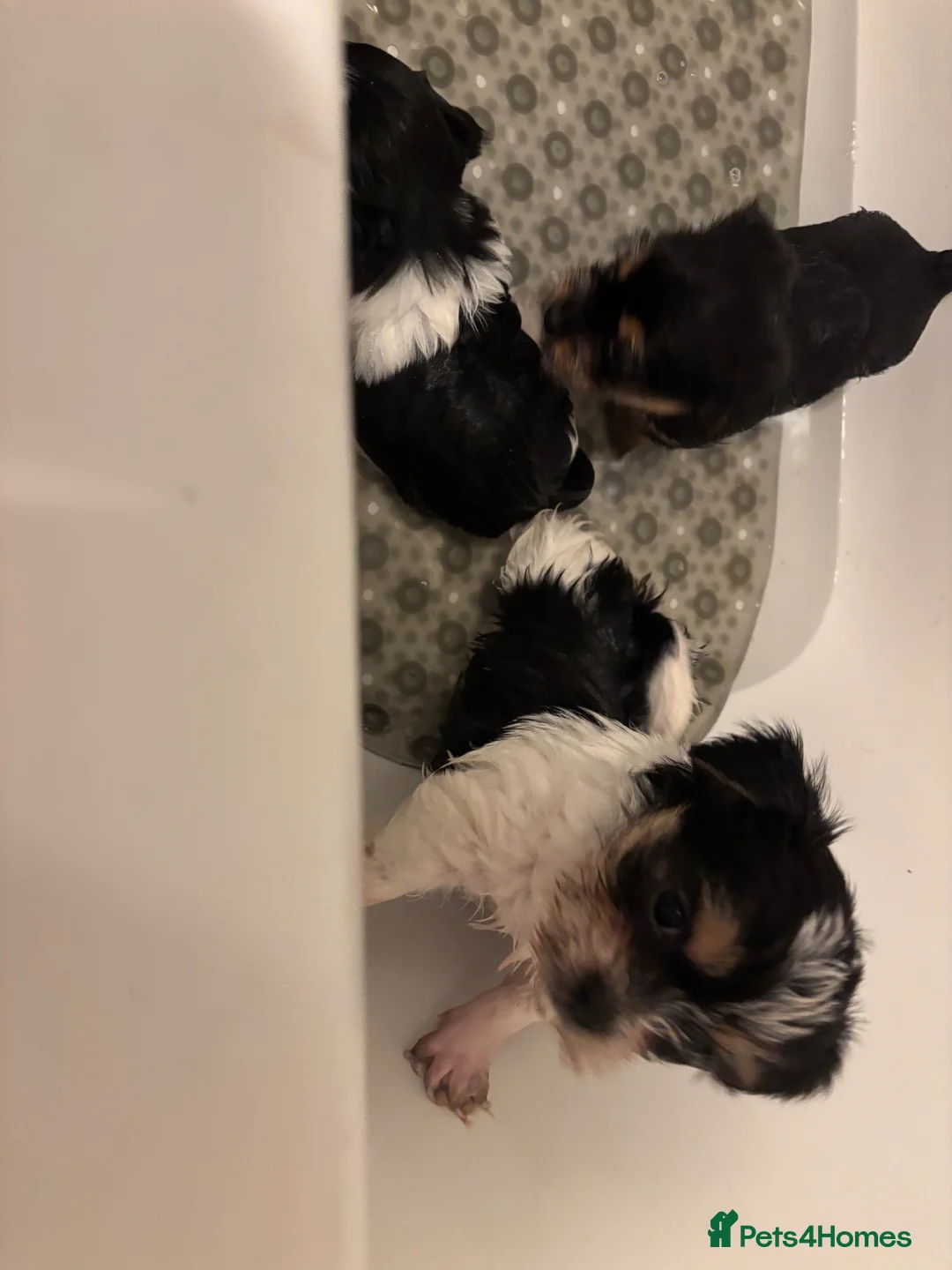 Mixed Breed dogs for sale: Jackrussell cross Shih Tzu puppies  - Advert 8