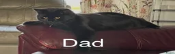 British Longhair cats for sale: Fluffy girl kittens  in Norwich - Advert 16
