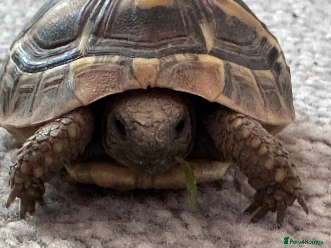 Hermann Tortoise reptiles for sale: Hermann’s Tortoise Looking for a Loving Home  - Advert 1