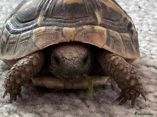 Hermann Tortoise reptiles Hermann’s Tortoise Looking for a Loving Home - Advert 2