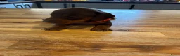 Miniature Dachshund dogs for sale: Miniature dachshund puppies available  - Advert 7