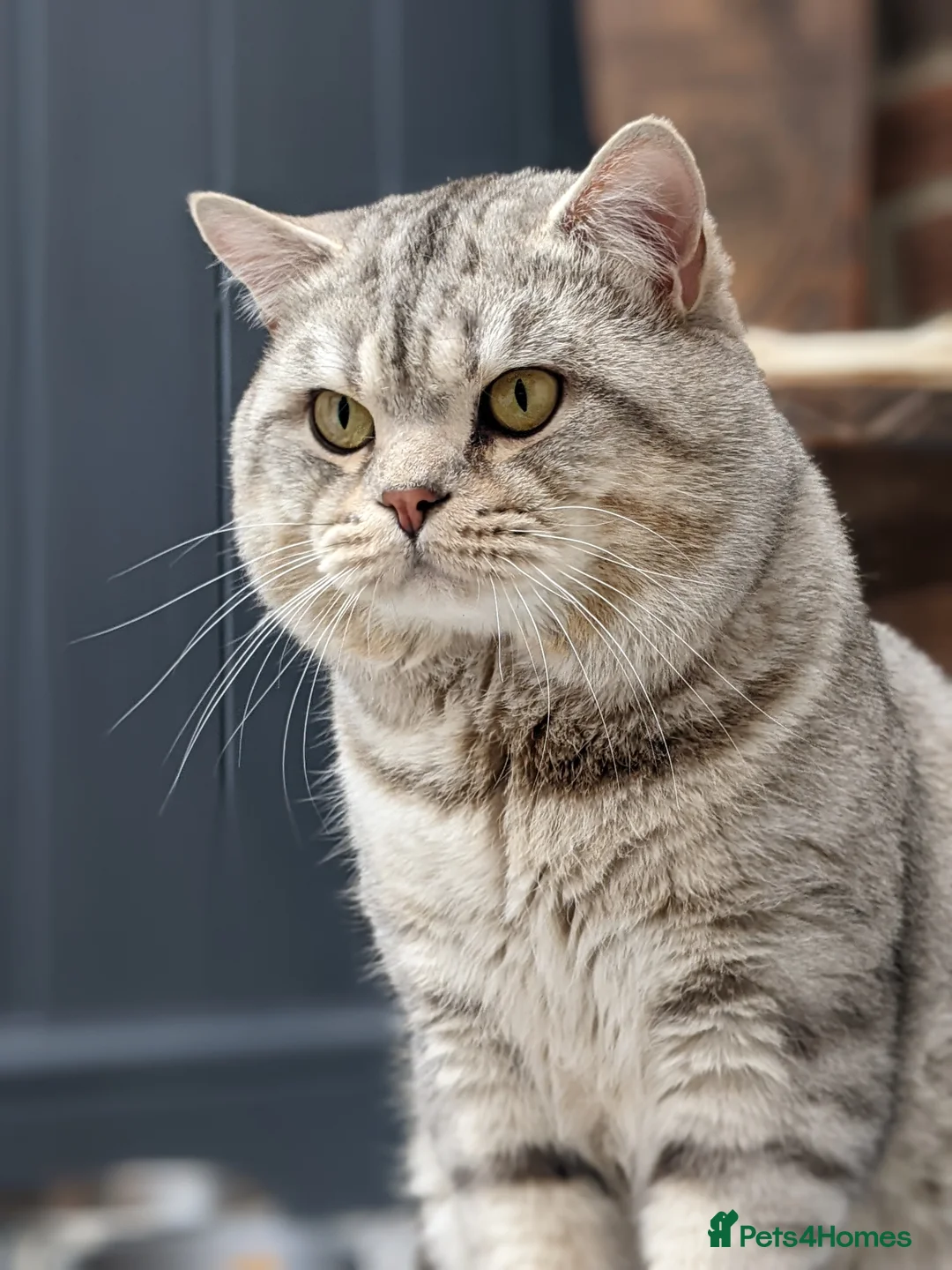 Scottish Fold cats for stud: Stud Available  in Derby - Advert 2