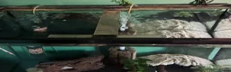 Axolotl reptiles for sale: Axolotls  - Advert 6