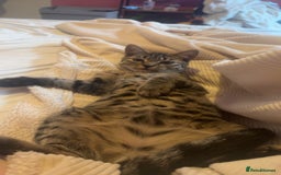 Mixed Breed cats for sale: Tigger  - Image 5