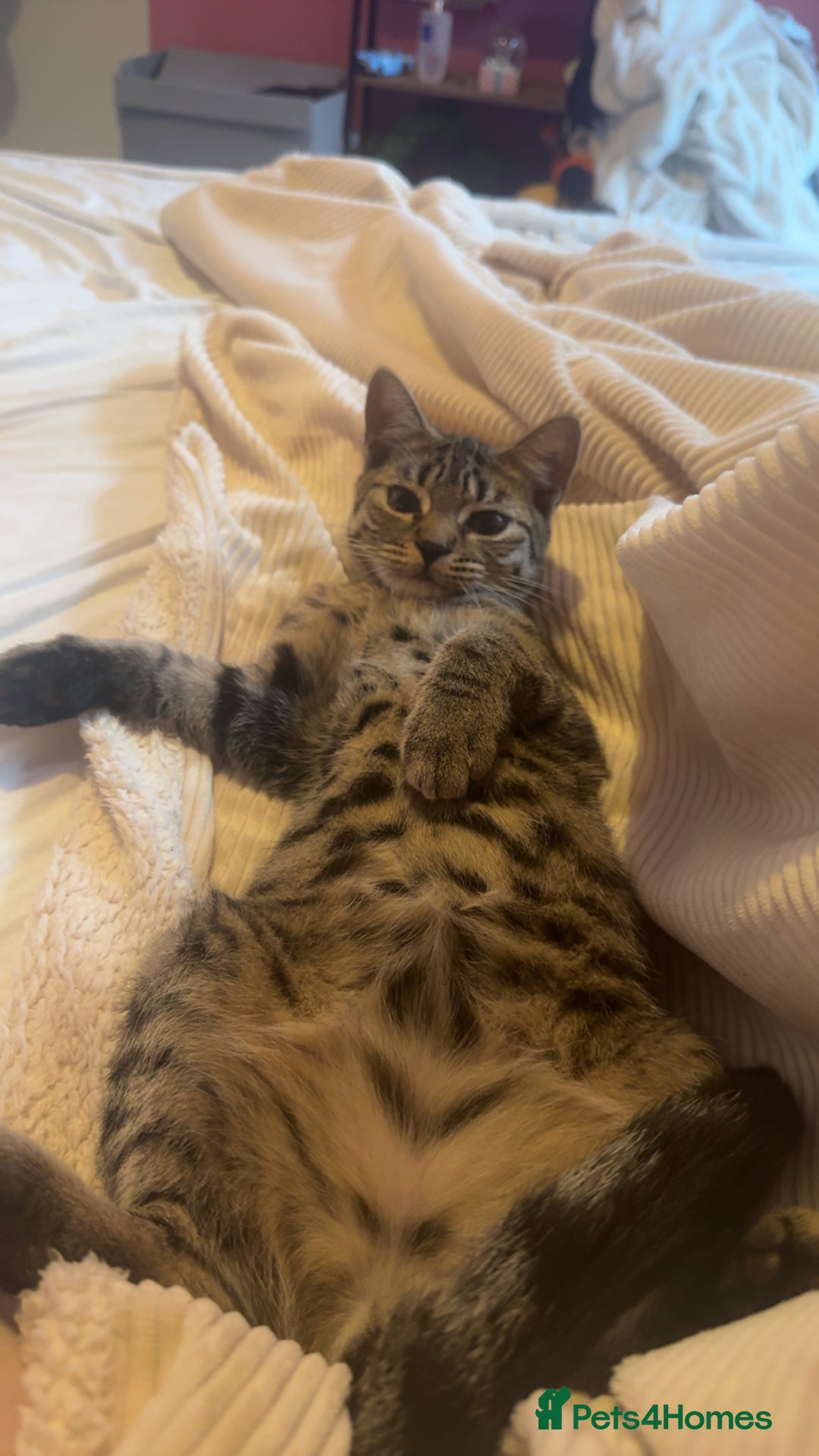 Mixed Breed cats for sale: Tigger  - Image 5