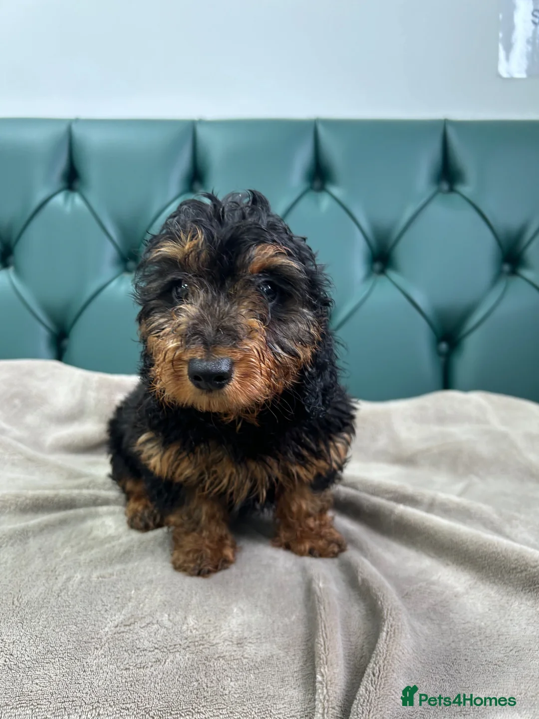 Doxiepoo dogs for sale: 5⭐️ Licensed. Doxiepoo ready to leave.  - Advert 10