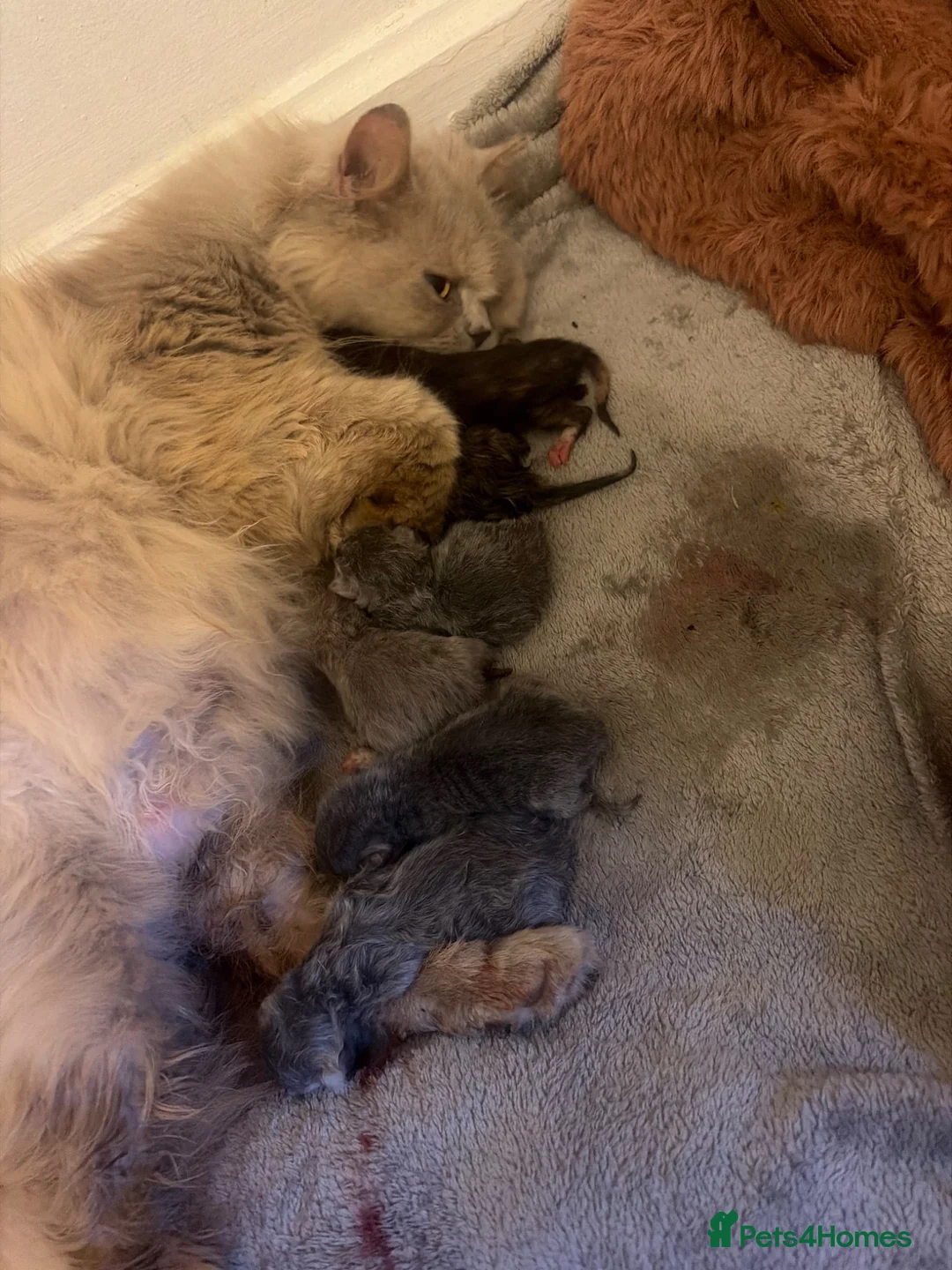 British Shorthair cats for sale: Full British blue kittens - Advert 15