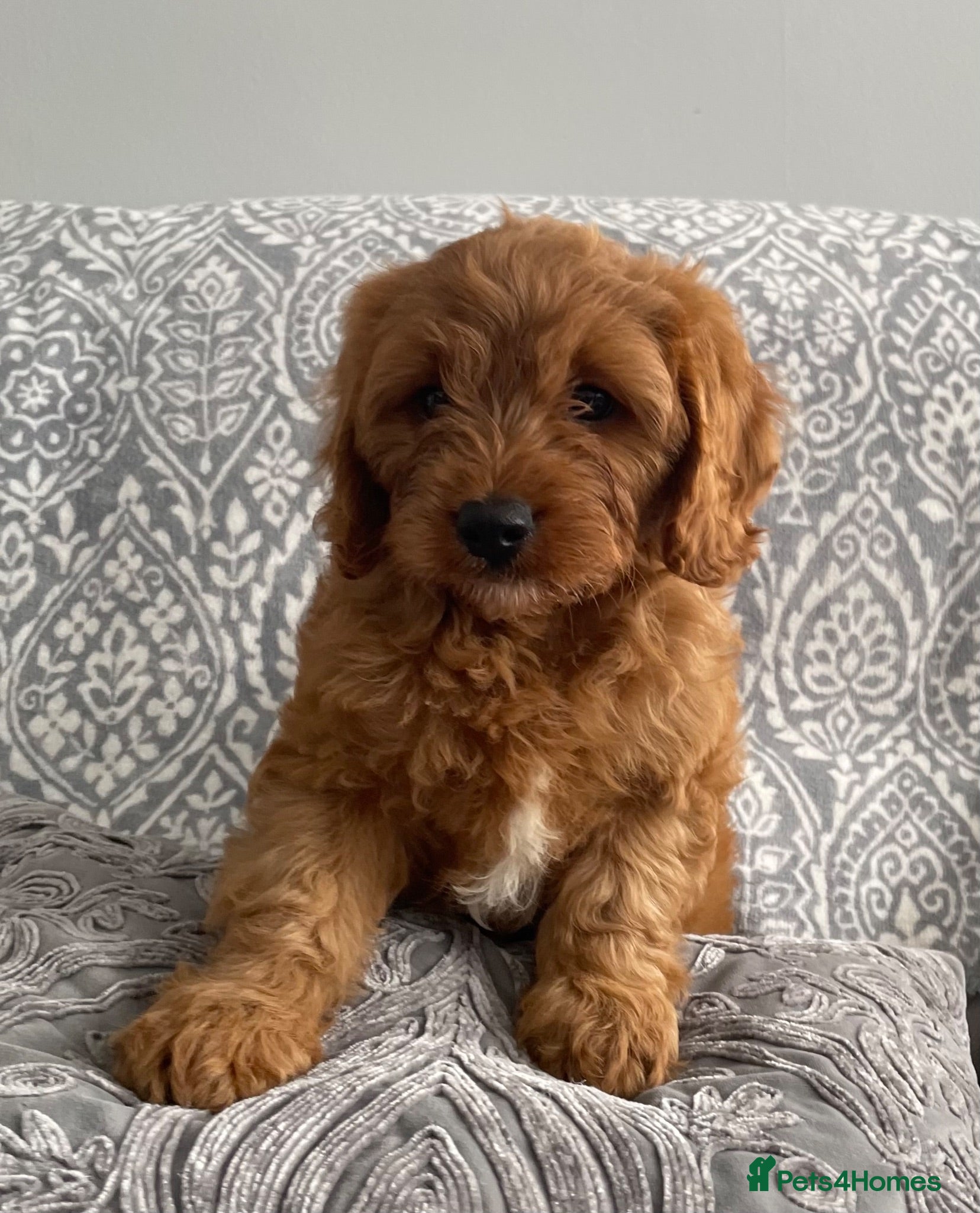 Cavapoo dogs ADORABLE CAVAPOO PUPPIES  - Advert 1