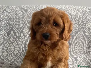 Cavapoo dogs ADORABLE CAVAPOO PUPPIES - Advert 1