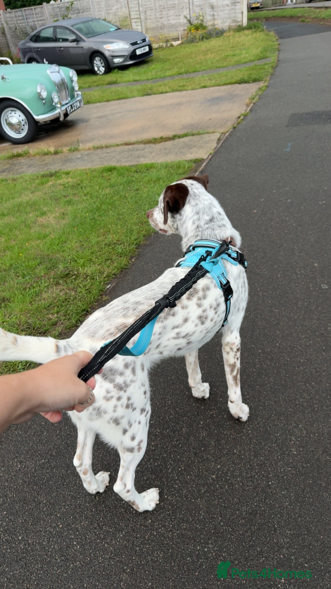 Mixed Breed dogs for sale: Husky cross dalmatian  - Image 4