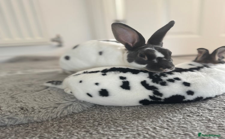 Dutch rabbits in Telford - Advert 1