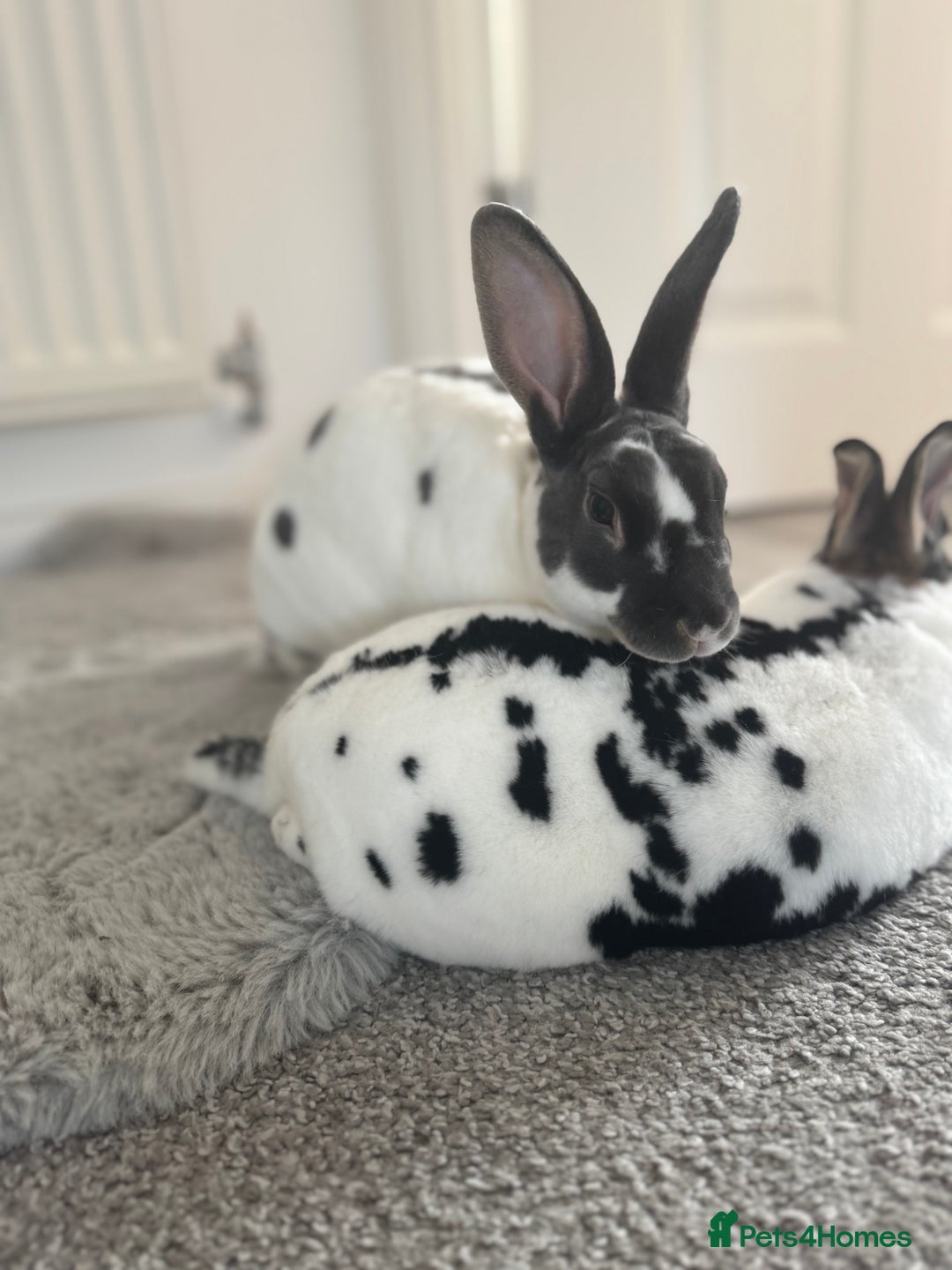 Dutch rabbits for sale: Urgent rehome 2 bonded indoor rabbits in Telford - Image 2