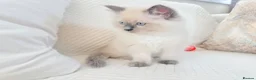 Ragdoll cats for sale: Blue Point Ragdoll Kittens 3 boys left  - Advert 6