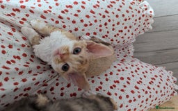 Devon Rex cats for sale: 🌼Curly, gorgeous Devon Rex Kittens available  - Image 19
