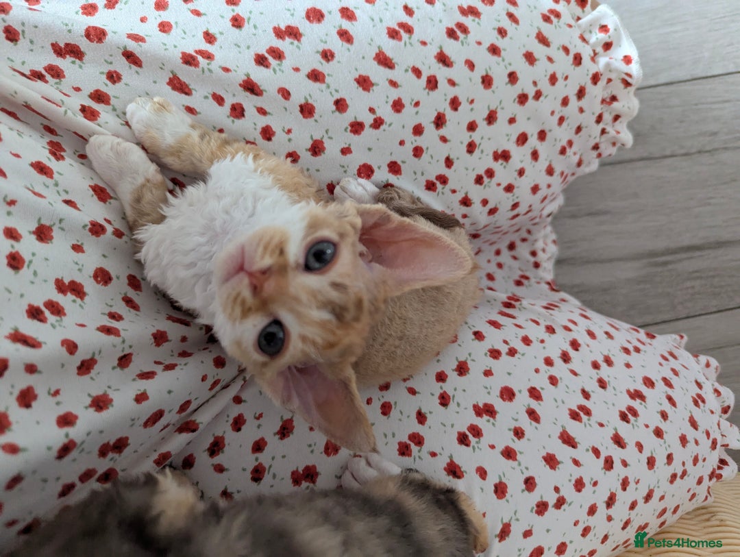 Devon Rex cats for sale: 🌼Curly, gorgeous Devon Rex Kittens available  - Image 19