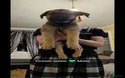 Mixed Breed dogs for sale: German Shepherd cross collie/lurcher puppies  - Image 9
