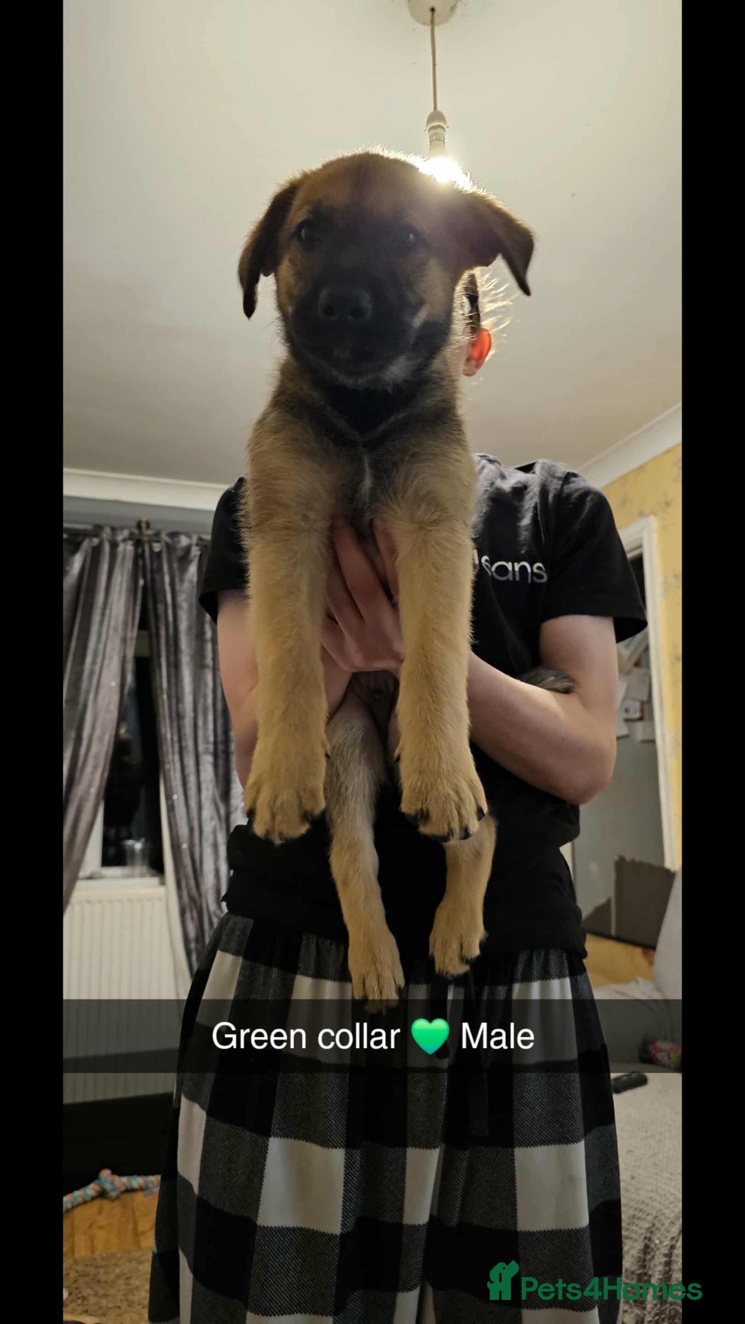 Mixed Breed dogs for sale: German Shepherd cross collie/lurcher puppies  - Image 9