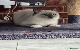 Ragdoll cats for sale: Blue mitted european girl - Image 16