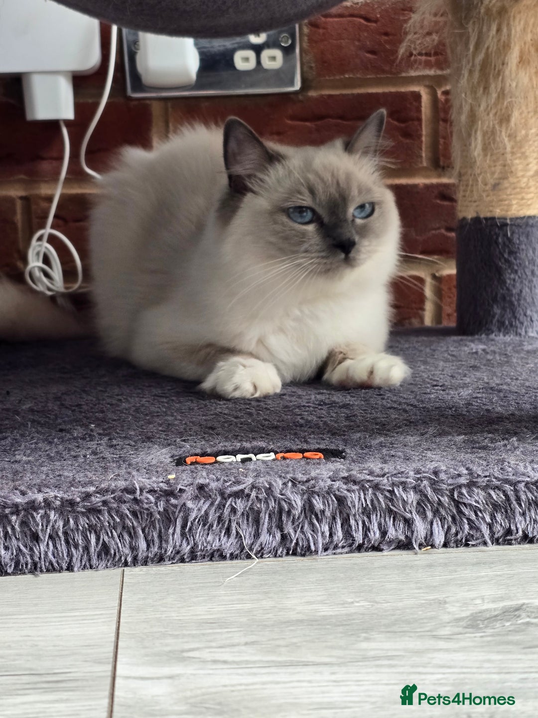 Ragdoll cats for sale: Blue mitted european girl - Image 16