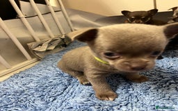 Chihuahua dogs for sale: Chihuahua teacups - Image 23