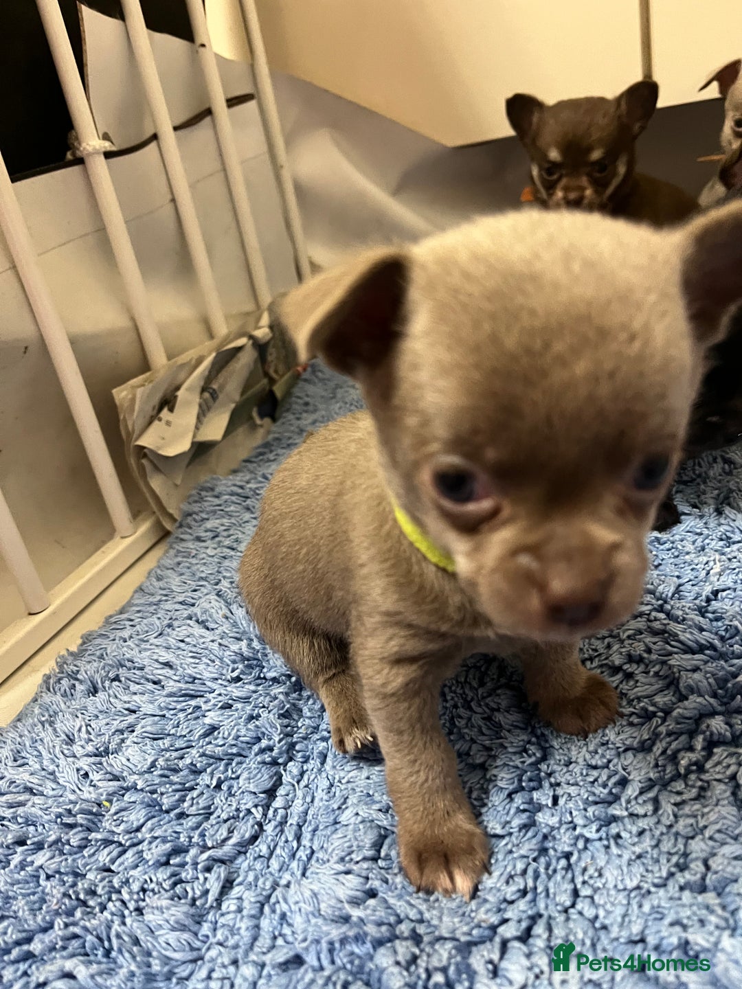 Chihuahua dogs for sale: Chihuahua teacups - Image 23