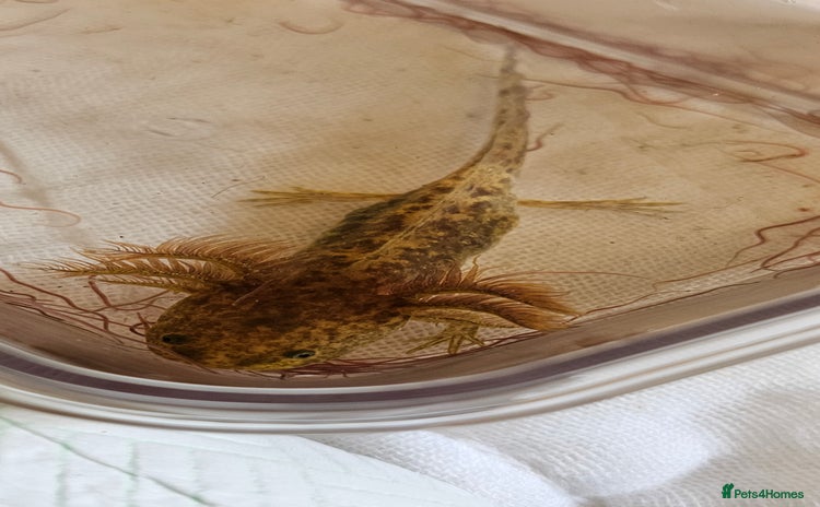 Axolotl reptiles - Advert 9