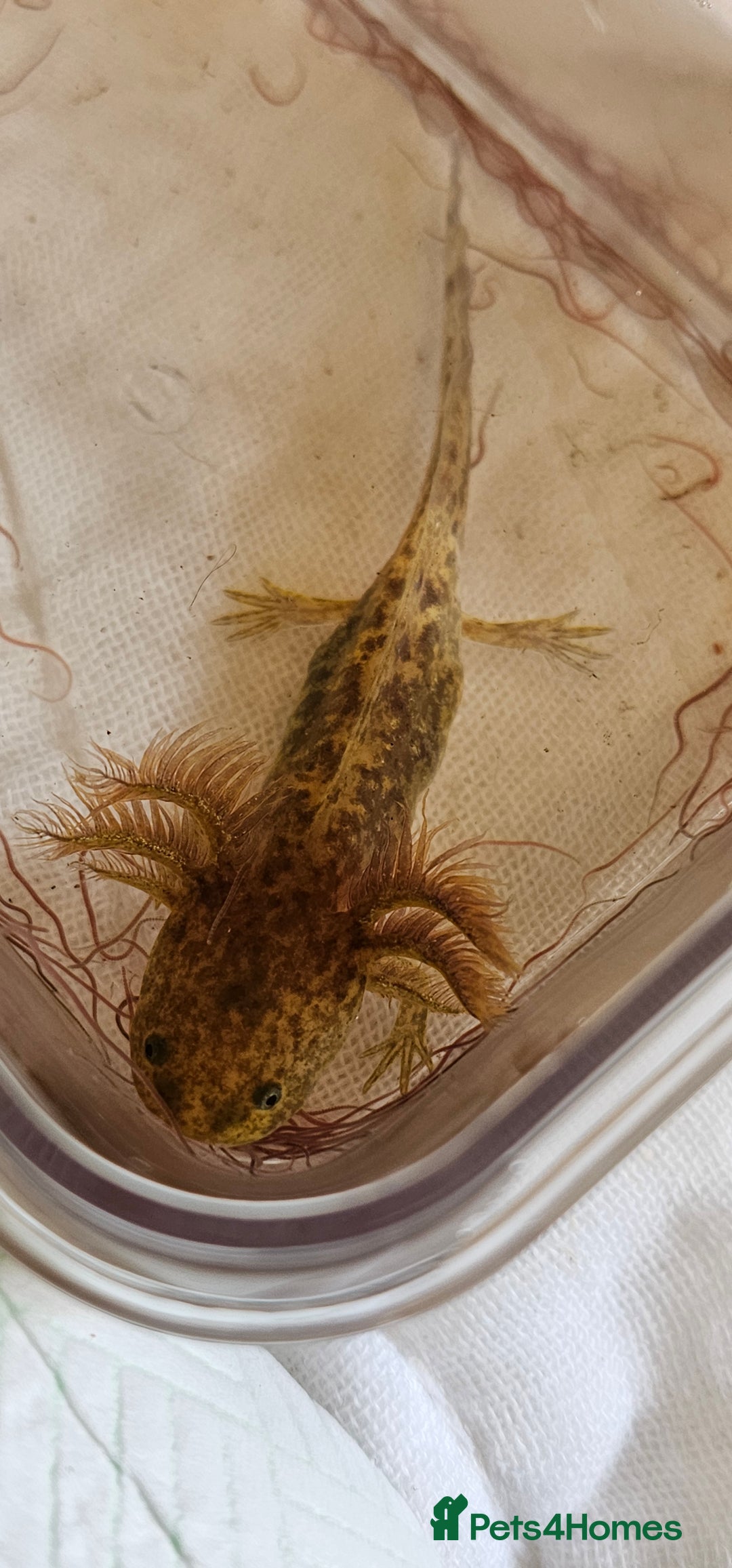 Axolotl reptiles for sale: Copper hypomelanistic  - Image 1