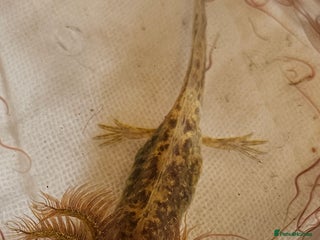 Axolotl reptiles - Advert 38
