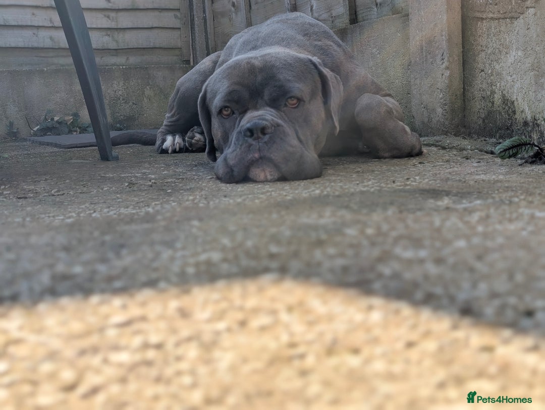 Mixed Breed dogs for sale: F1 MASTADOR PUPPIES FOR SALE  - Advert 16