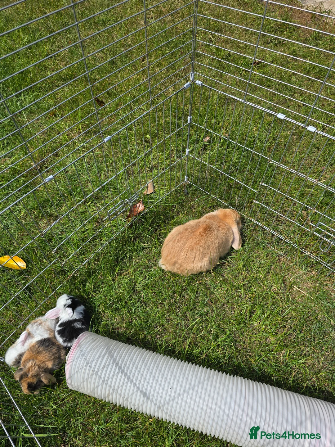 Mini Lop rabbits for sale: 4 Purebred Mini Lop kits for sale - Advert 19