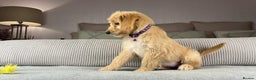 Goldendoodle dogs for sale: ABSOLUTELY GORGEOUS DOODLES  - Advert 33