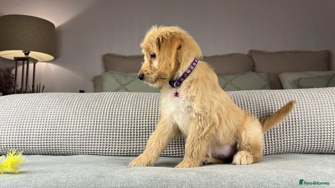 Goldendoodle dogs for sale: ABSOLUTELY GORGEOUS DOODLES  - Advert 33