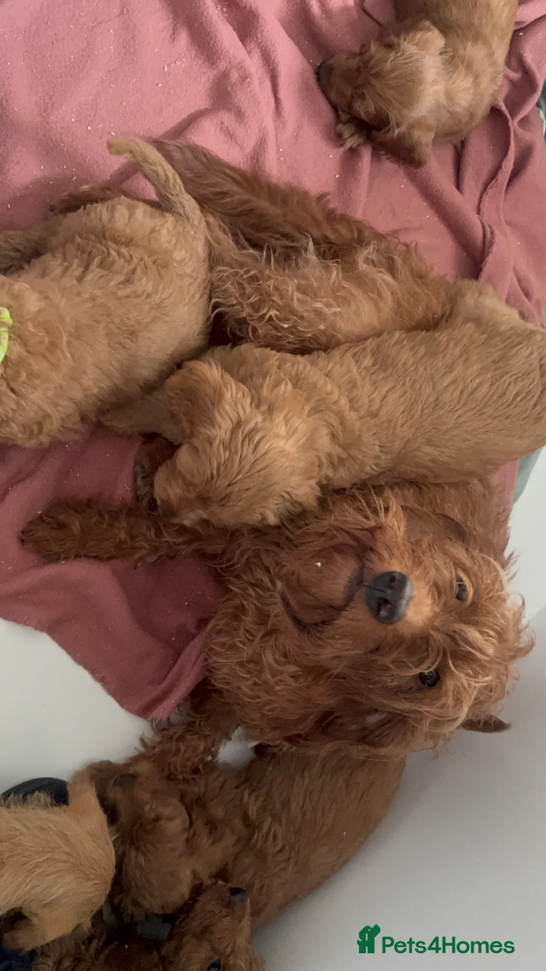 Labradoodle dogs for sale: HIP ELBOW DNA TESTED LINEAGE MUM. DAD IS THE SAME - Advert 32