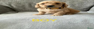 Cockapoo 2