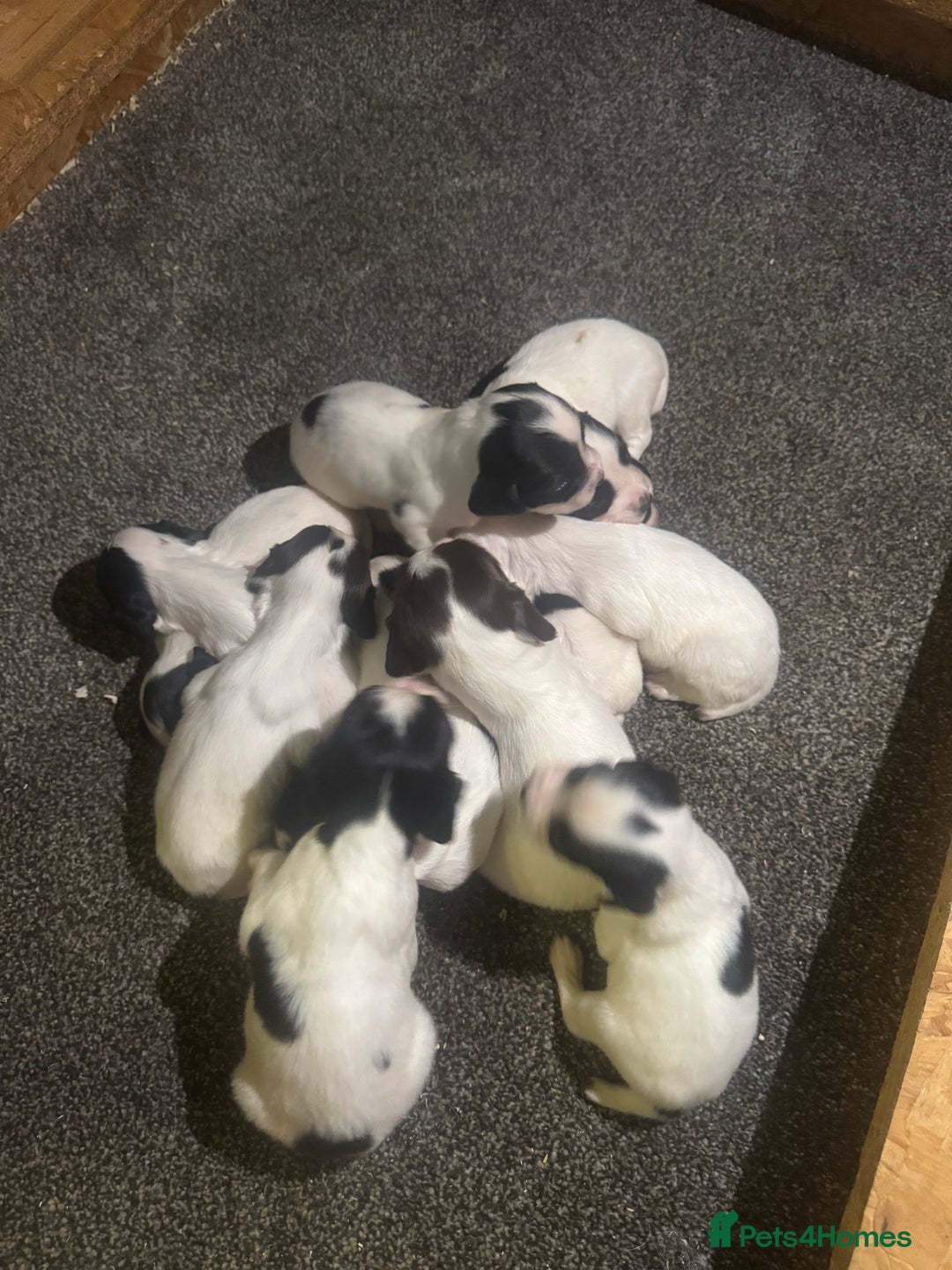 English Springer Spaniel dogs for sale: 🏆 KC REG BOY READY TO LEAVE 🏡🏆 - Image 6