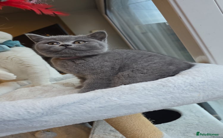 British Shorthair cats 1 FEMALE READY TO GO – PEDIGREE BSH KITTENS - Advert 11