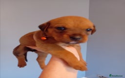 Mixed Breed dogs for sale: Gorgeous rottweiler cross puppies  - Image 29