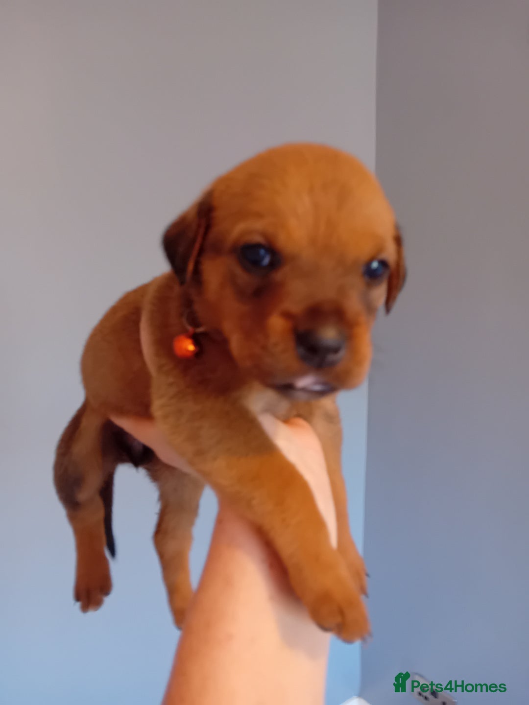 Mixed Breed dogs for sale: Gorgeous rottweiler cross puppies  - Image 29