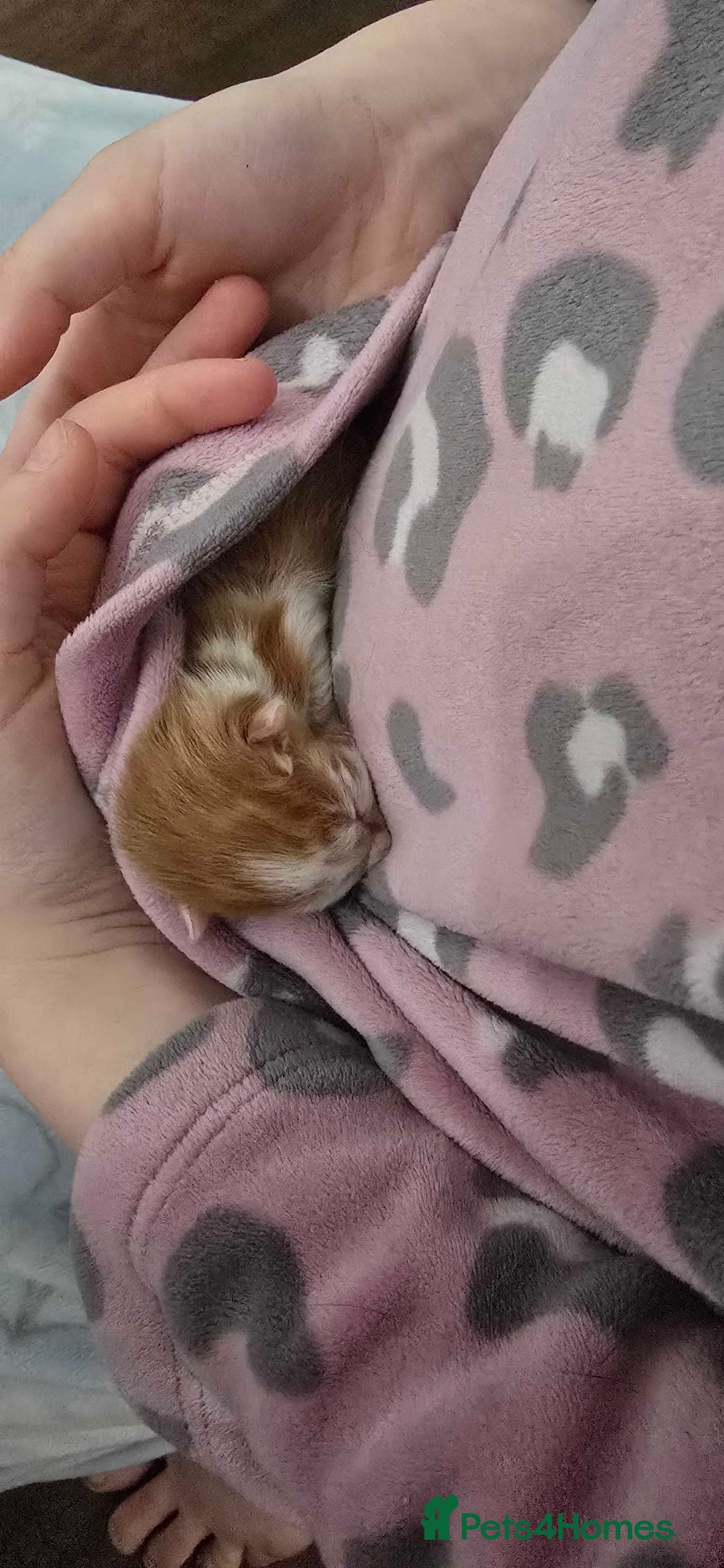 Mixed Breed cats for sale: winnies litter - Advert 6