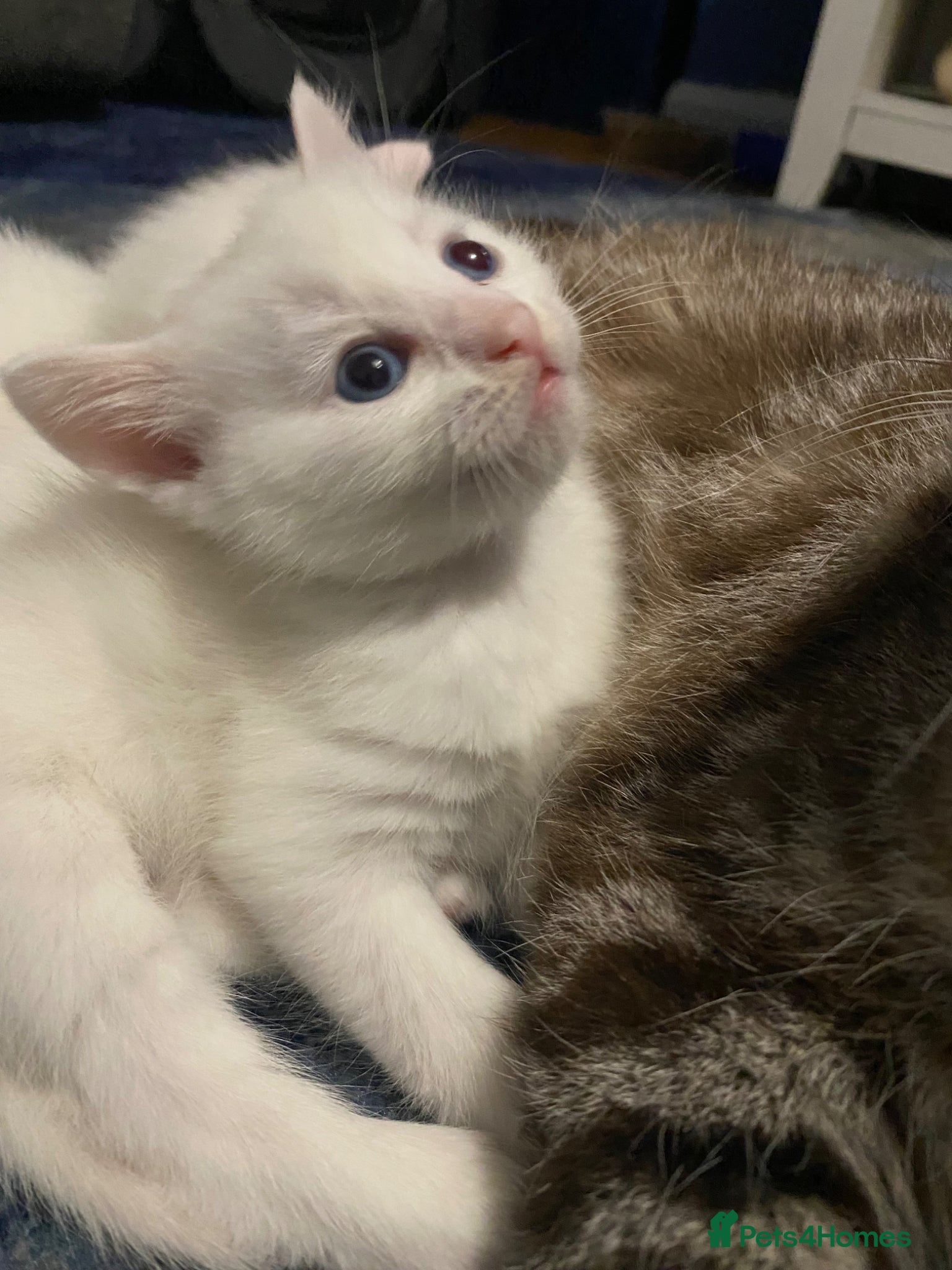 Bengal cats Snow Bengal/ khao manee kittens - Advert 2