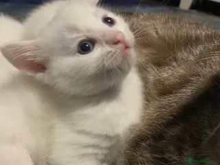 Bengal cats Snow Bengal/ khao manee kittens - Advert 1