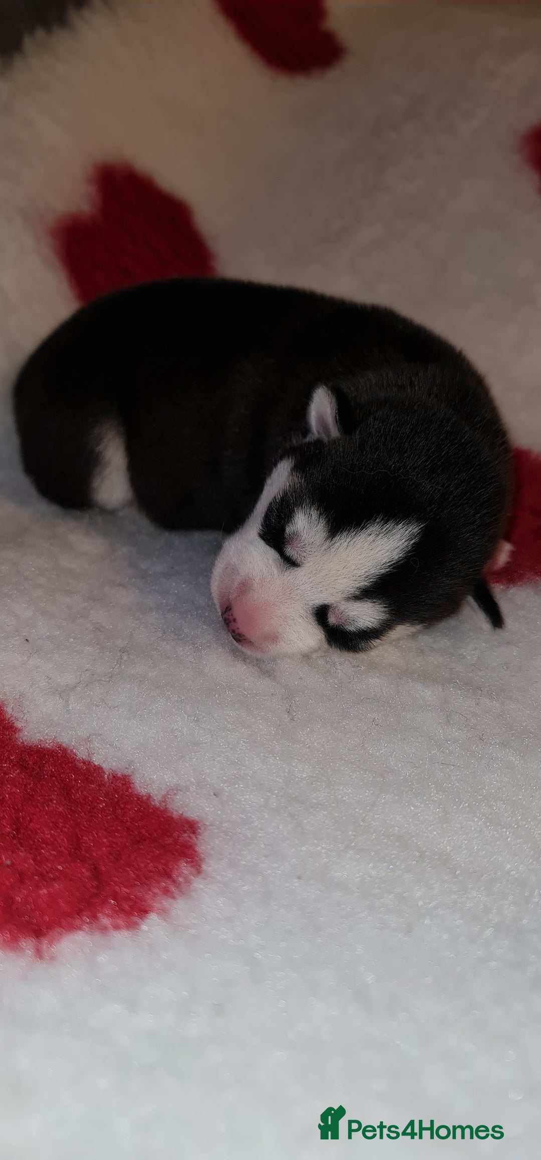 Siberian Husky dogs for sale: Ready now Siberian husky puppies  - Advert 14