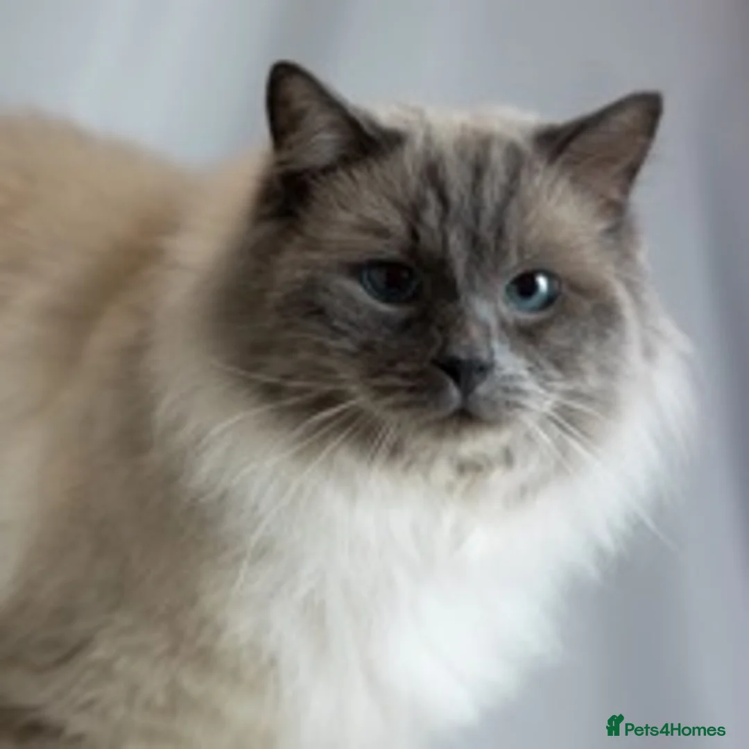 Ragdoll cats for stud: Very large proven ragdoll with available litter in Brighouse - Advert 1