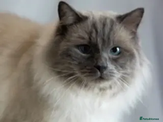 Ragdoll cats Very large proven ragdoll with available litter in Brighouse - Advert 21
