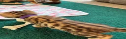 Bengal cats for sale: Amazing Bengal Kittens for sale  - Advert 13
