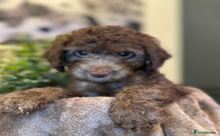 Cockapoo dogs in Darwen - Advert 12