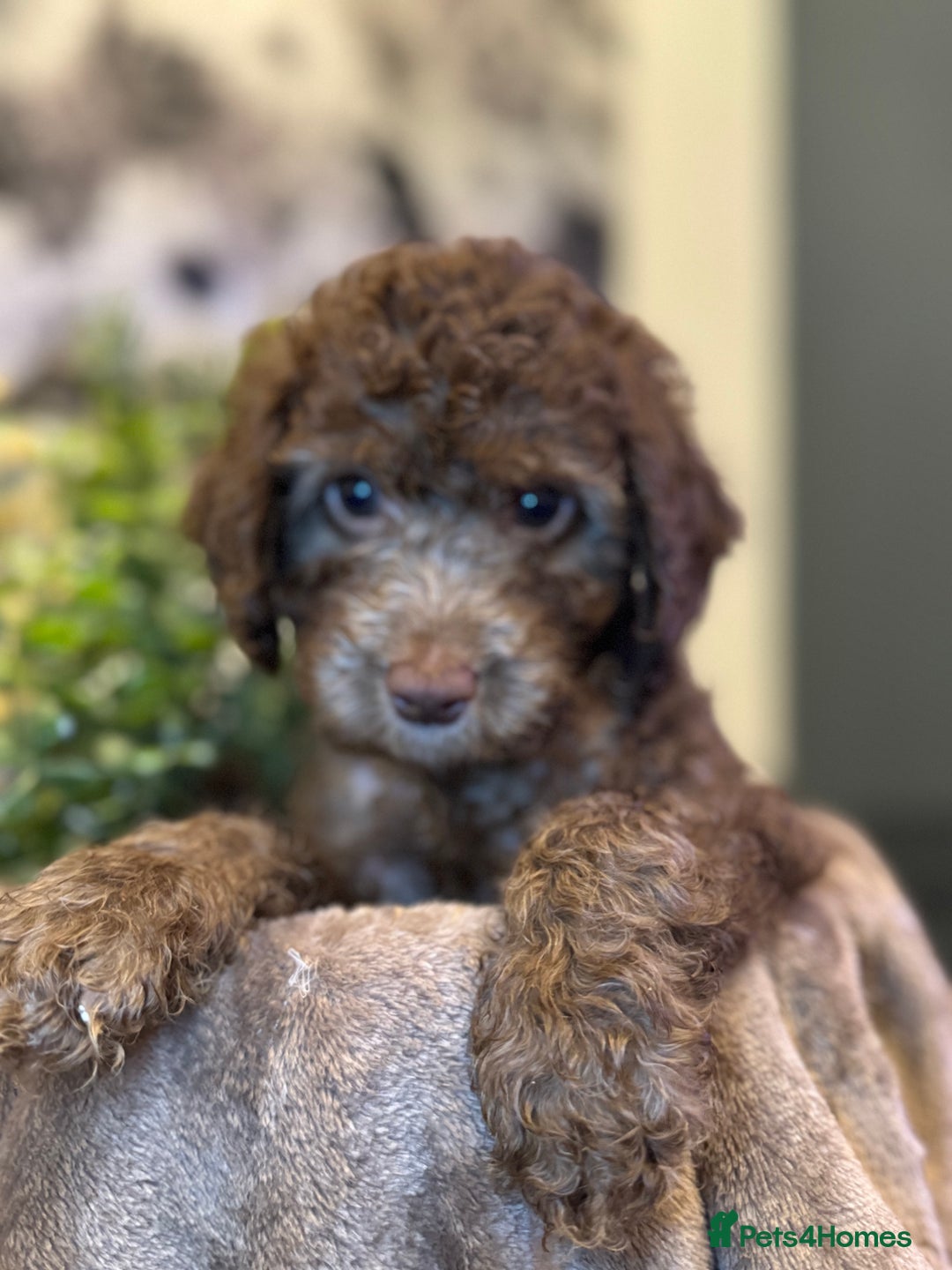Cockapoo dogs for sale: Miniature Cockapoo Multi Generation  in Darwen - Image 1