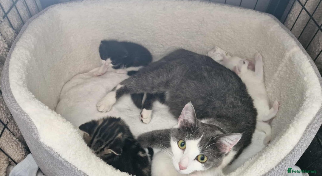 Mixed Breed cats for sale: Kittens - Image 15